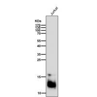 Secretory Phospholipase A2 Rabbit mAb