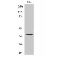 IgA Polyclonal Antibody