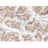 PGA3/PGA4/PGA5 antibody