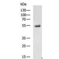 PGA3/PGA4/PGA5 antibody