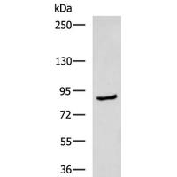 MAPK7 Antibody