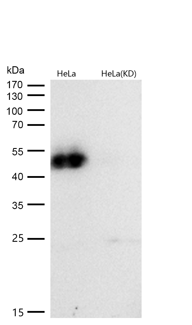 GATA3 (Phospho-Ser308) Rabbit mAb