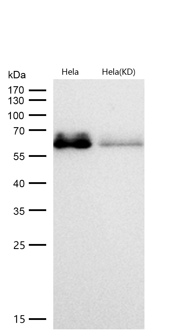 AMPK alpha 1 (Phospho-Ser496) Rabbit mAb