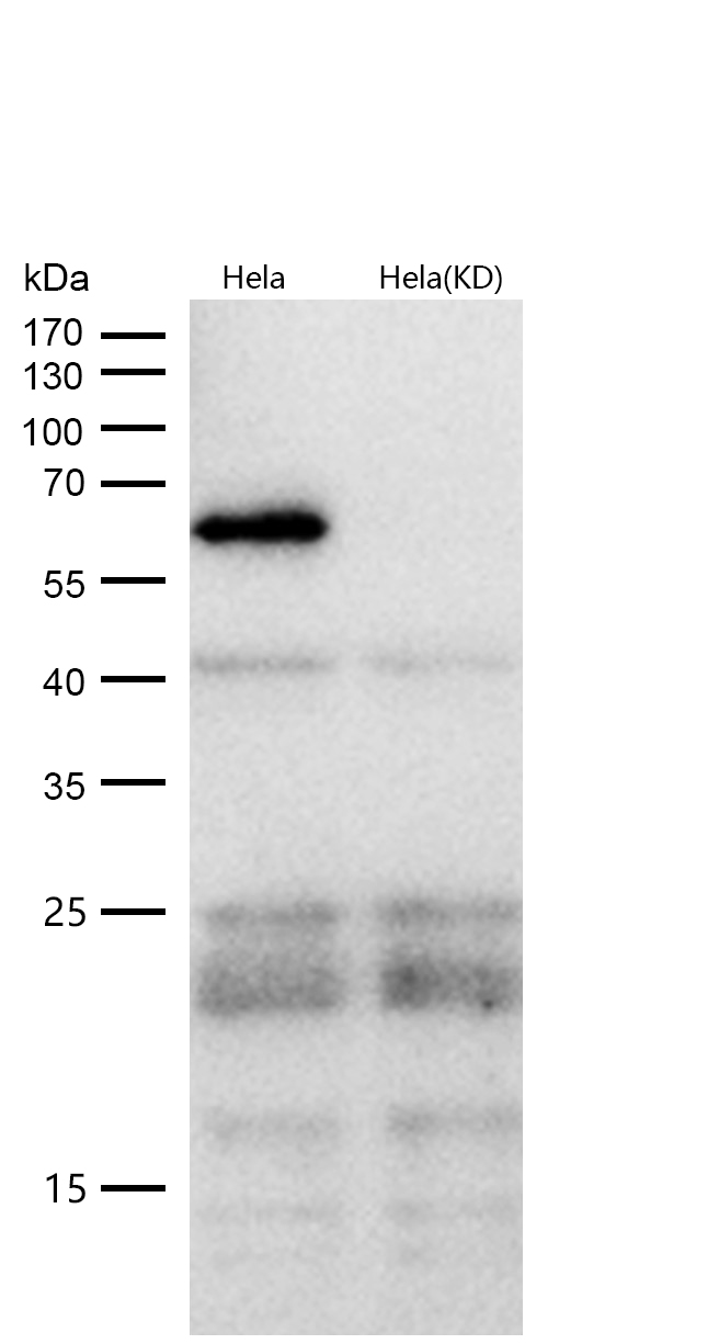 AKT1 (Phospho-Ser129) Rabbit mAb