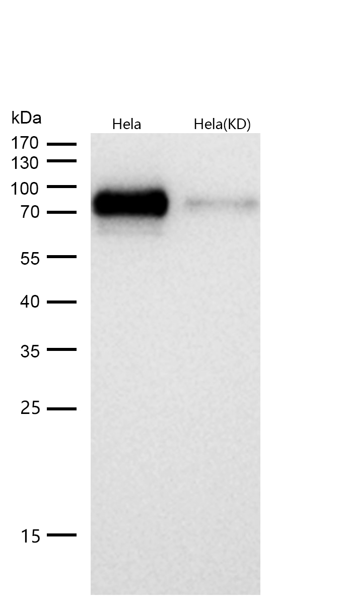 Raf1 (Phospho-Ser621) Rabbit mAb