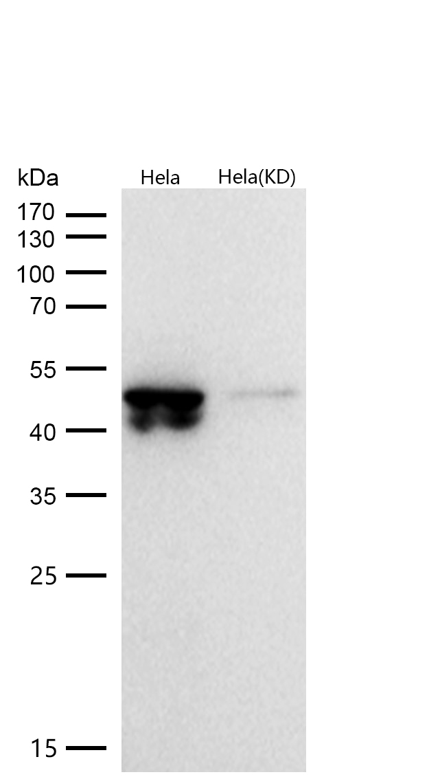 GSK3β(Phospho-Ser9) Rabbit mAb