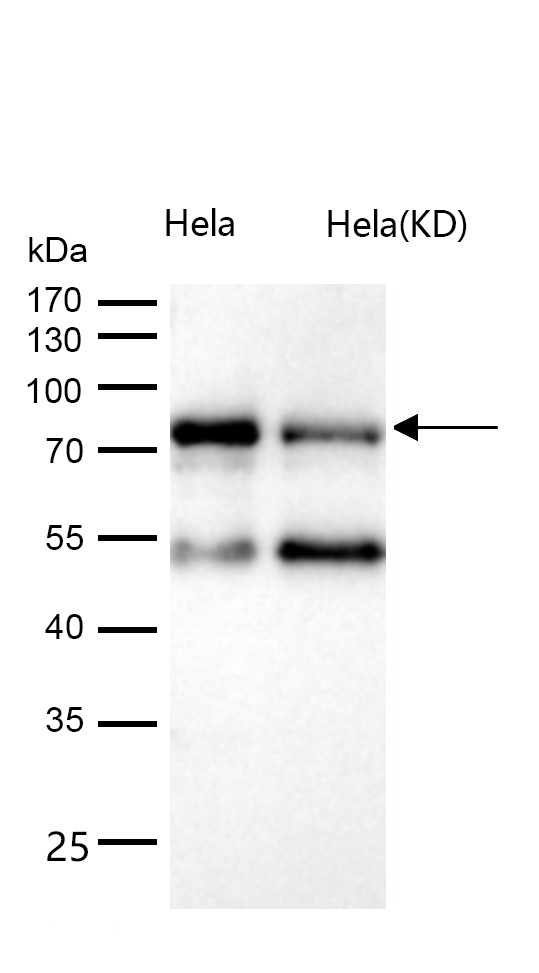 eIF4B (Phospho-Ser406) Rabbit mAb