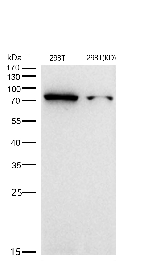 GRP78 BiP Rabbit mAb