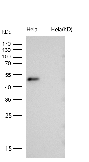 RING1 Rabbit mAb