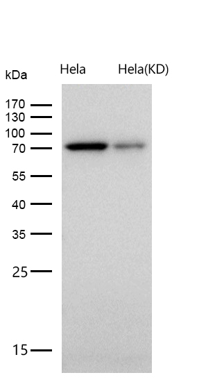 DLAT Rabbit mAb