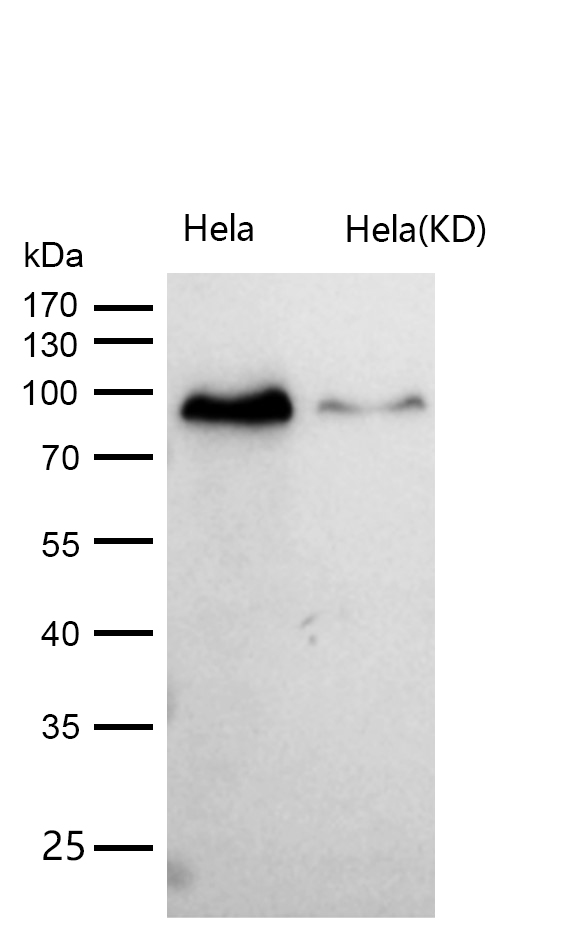 Calmegin Rabbit mAb