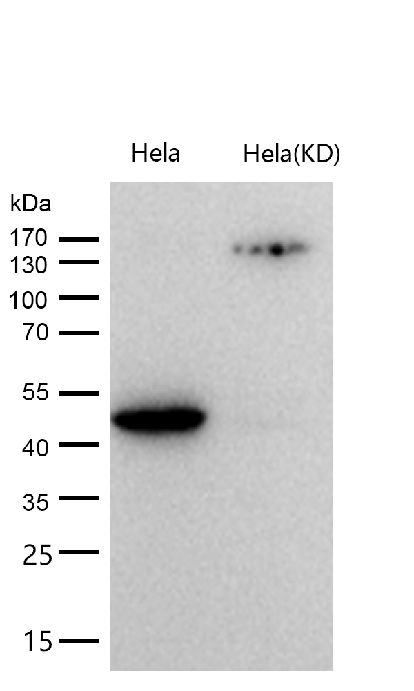 CSK Rabbit mAb