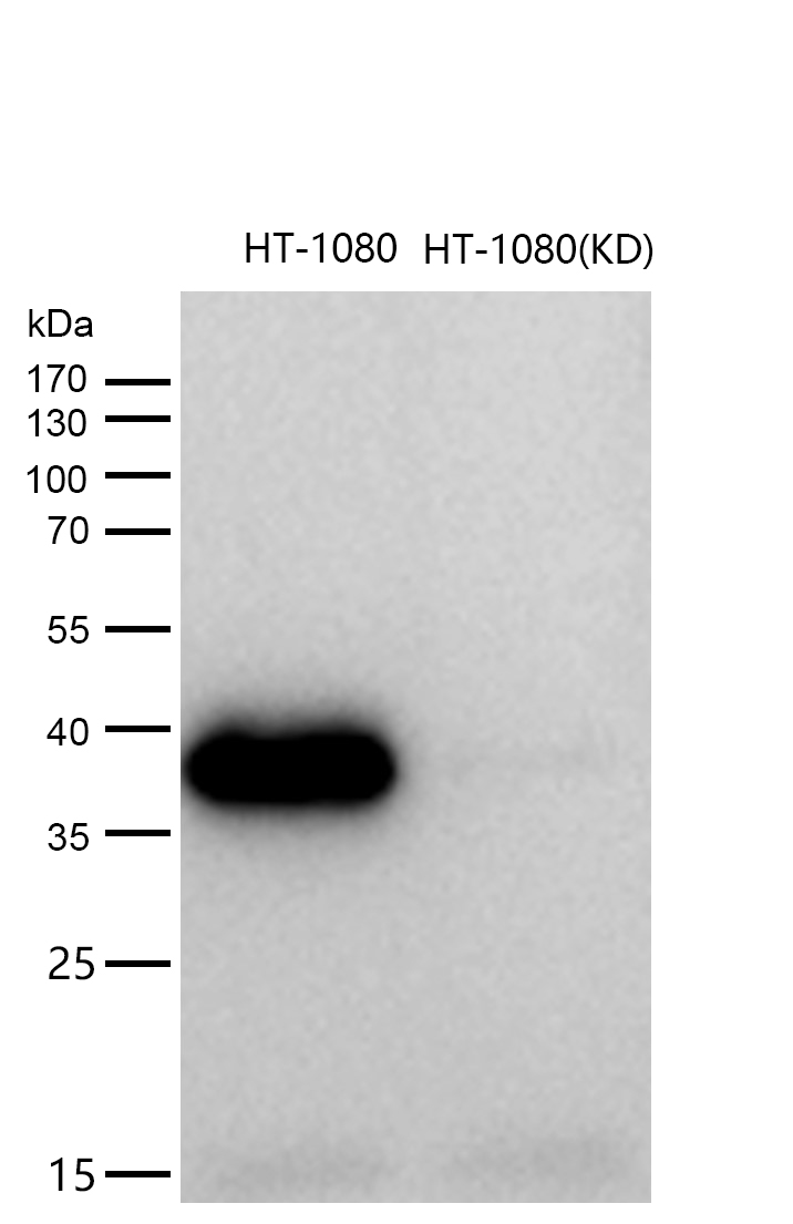 Arg2 Rabbit mAb