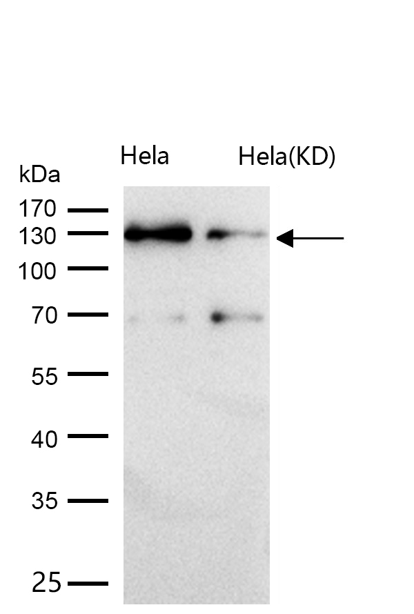 CC2D1A Rabbit mAb