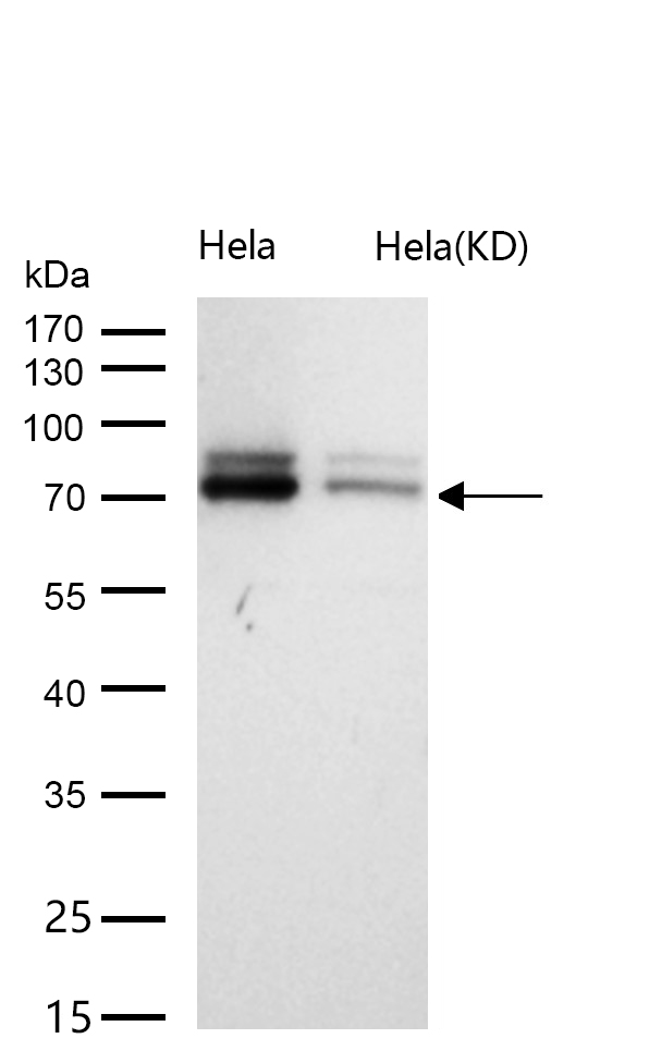 FACL4 Rabbit mAb