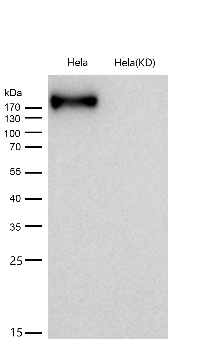 CHD3 Rabbit mAb