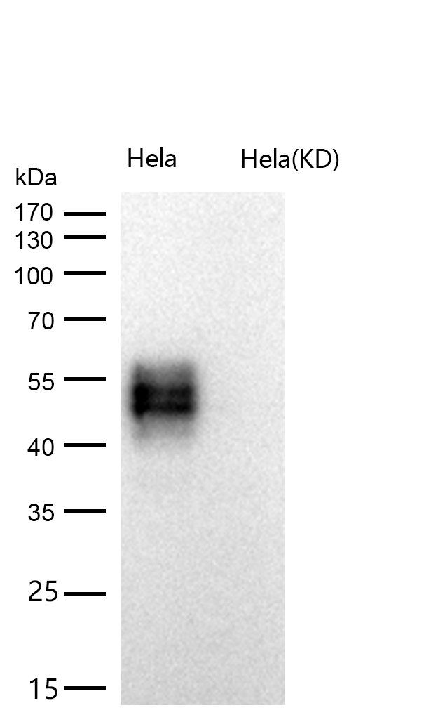 CD58 Rabbit mAb