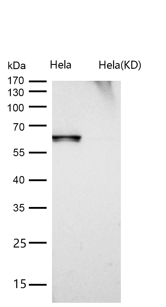 COASY Rabbit mAb