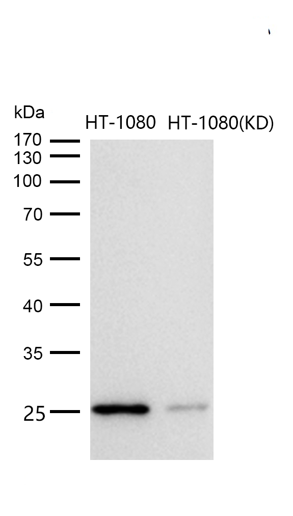 Adenylate kinase 4 Rabbit mAb