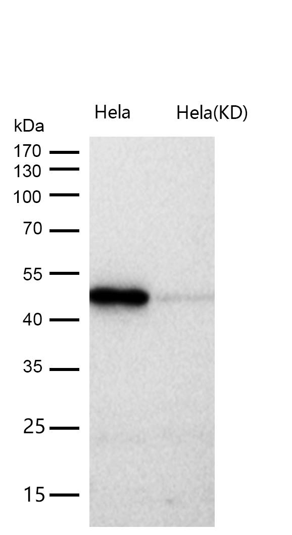 HEAB Rabbit mAb