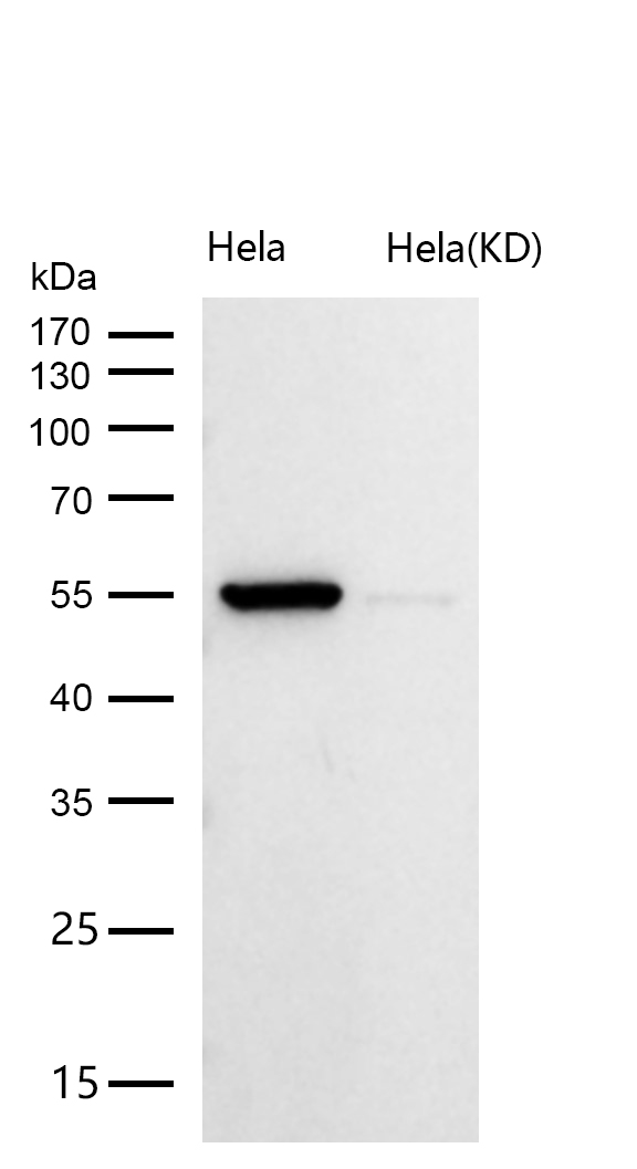 CAP1 Rabbit mAb