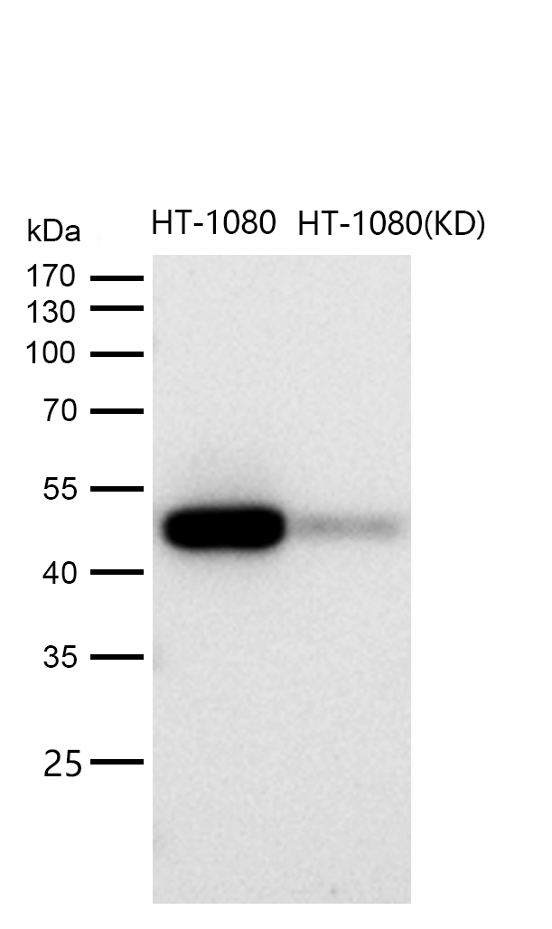 CCDC98 Rabbit mAb