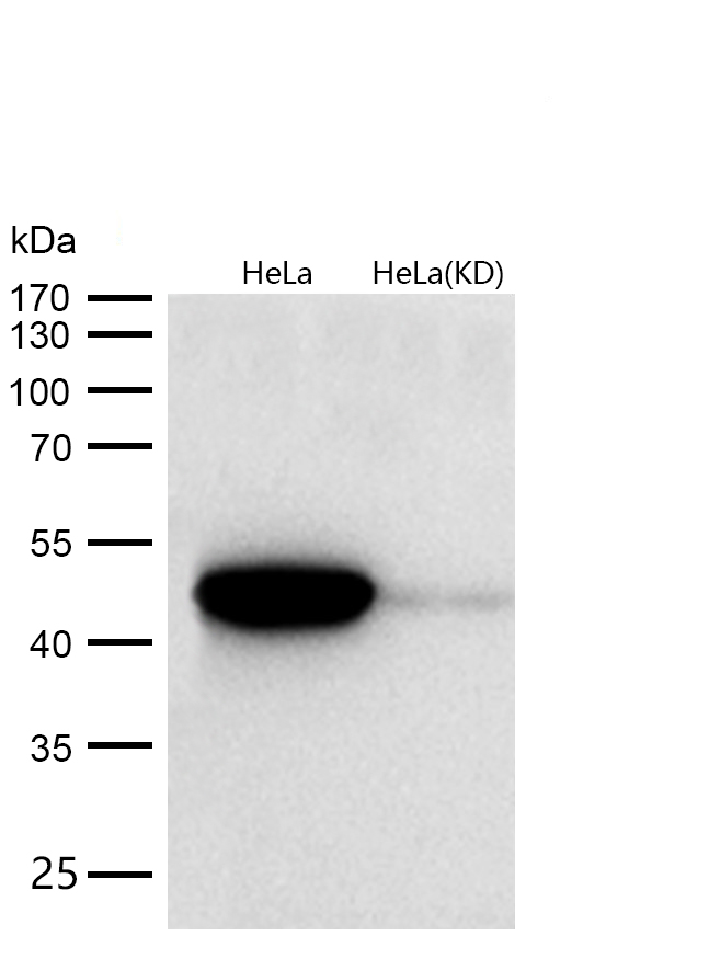 Flotillin 1 Rabbit mAb 
