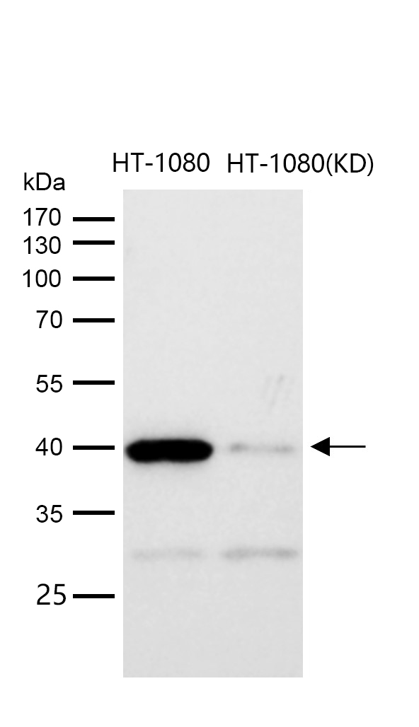 p38 MAPK Rabbit mAb