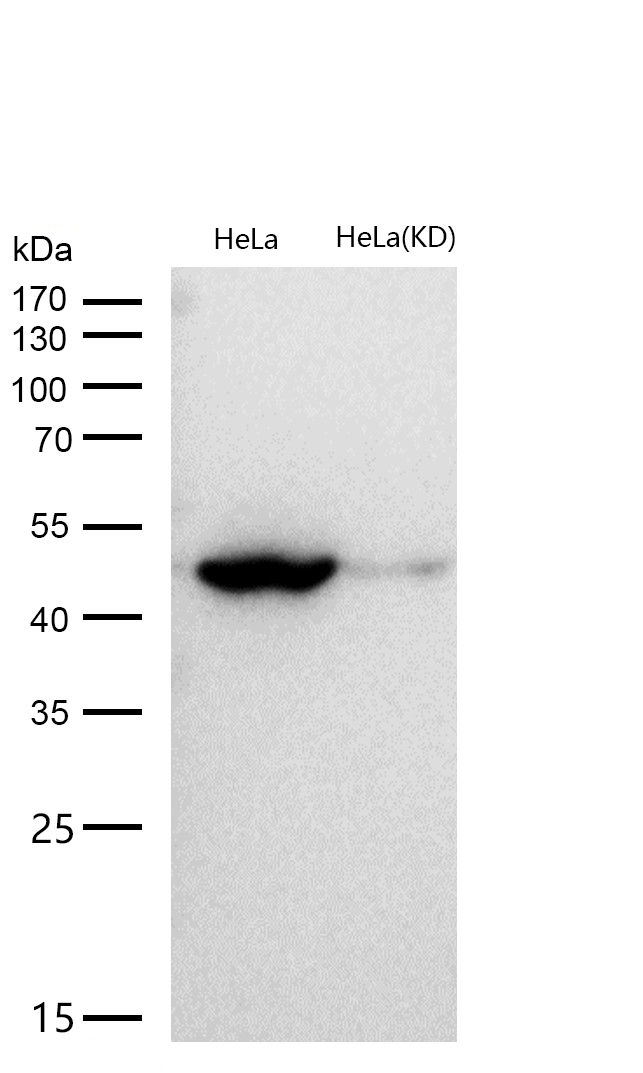 Flotillin 1 Rabbit mAb  