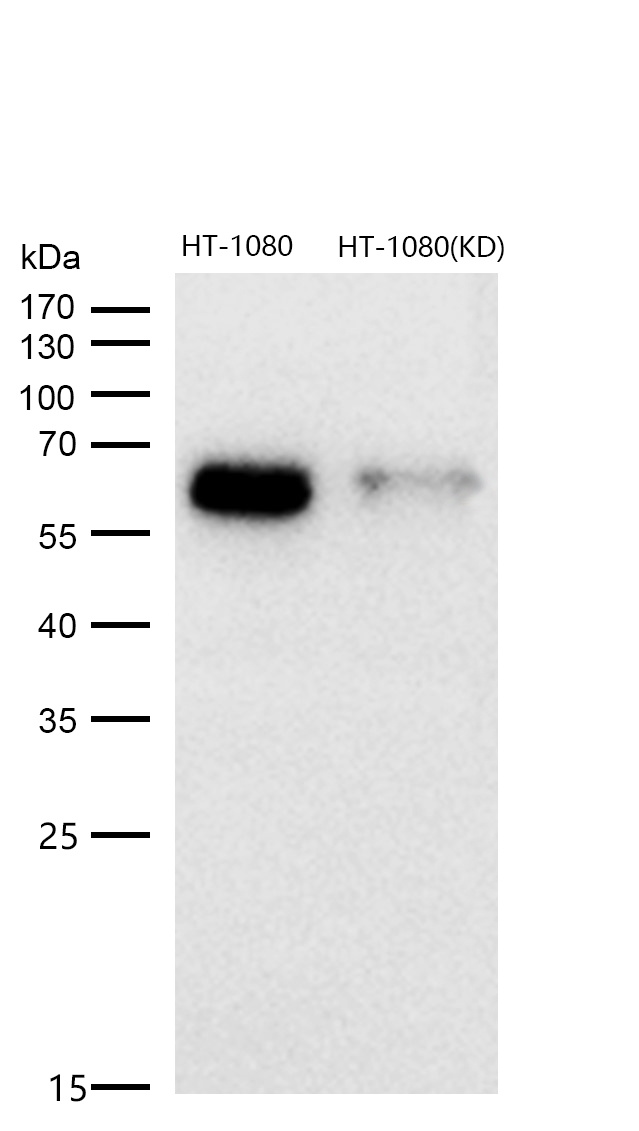 Src Rabbit mAb 