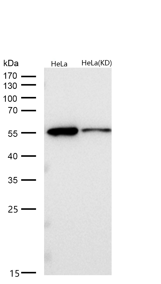 MLKL Rabbit mAb