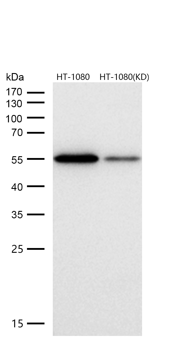 Cyclin B1 Rabbit mAb