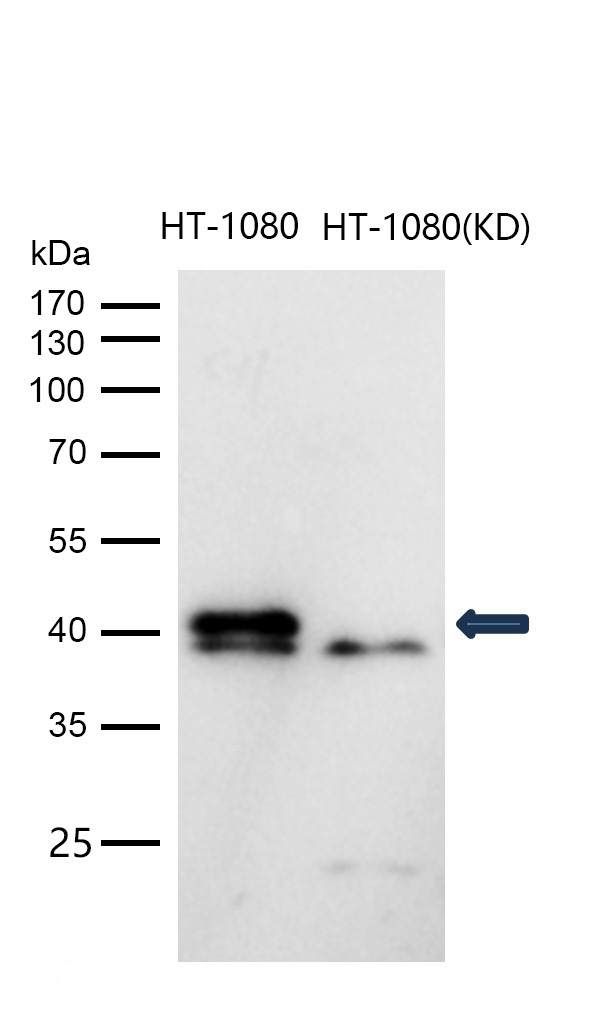 p38 MAPK Rabbit mAb