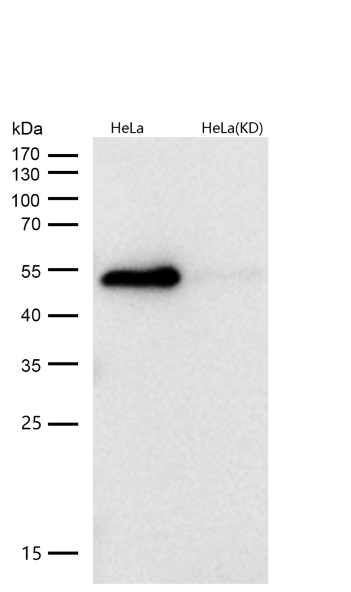 GAP43 Rabbit mAb