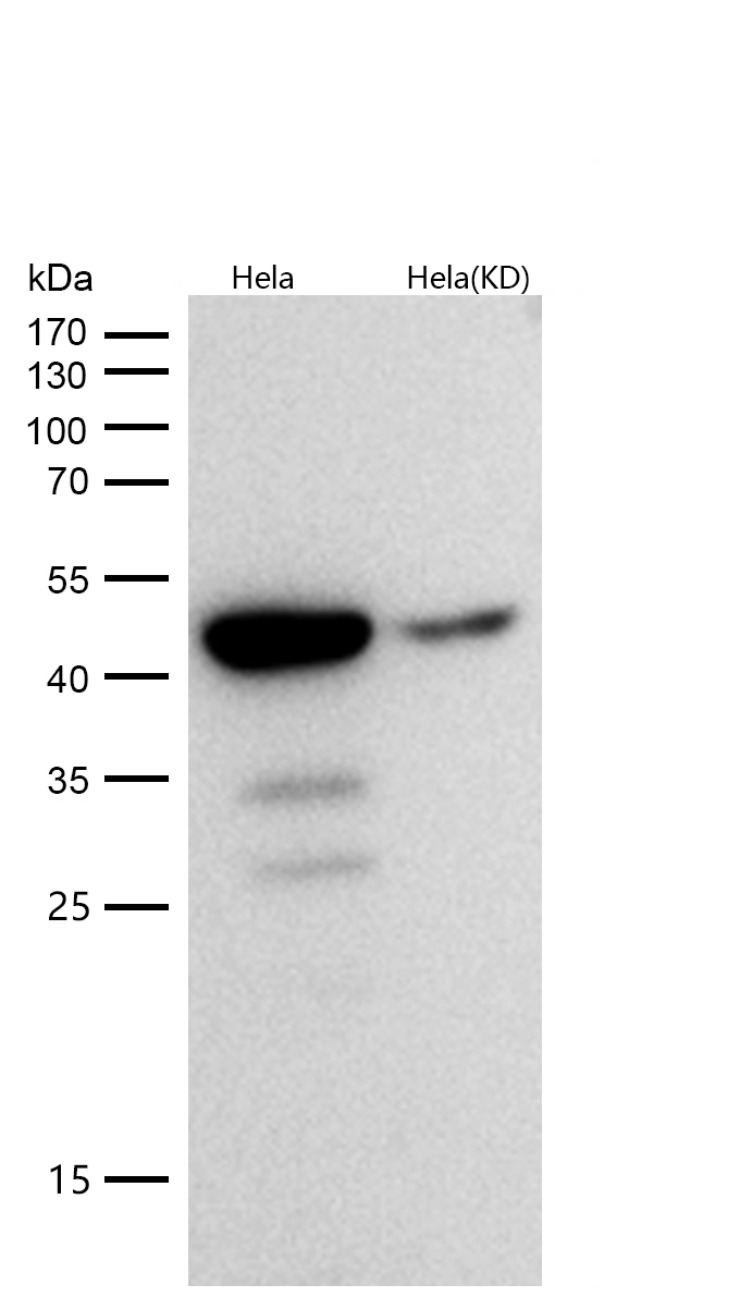 cleaved Caspase-9 Rabbit mAb