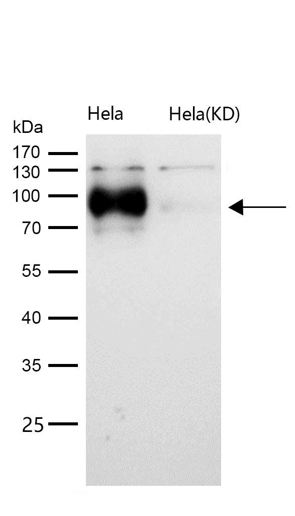 ATG9A Rabbit mAb