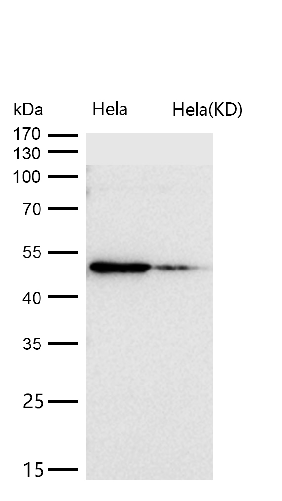 ADIPOR1 Rabbit mAb