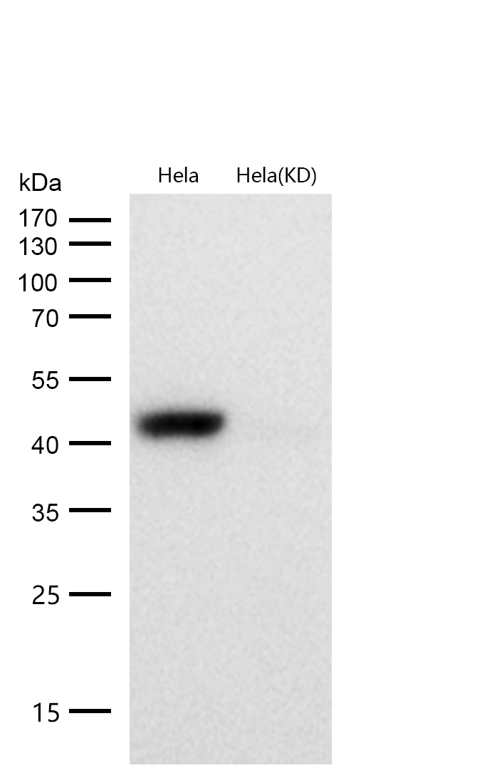 Caspase-9 Rabbit mAb