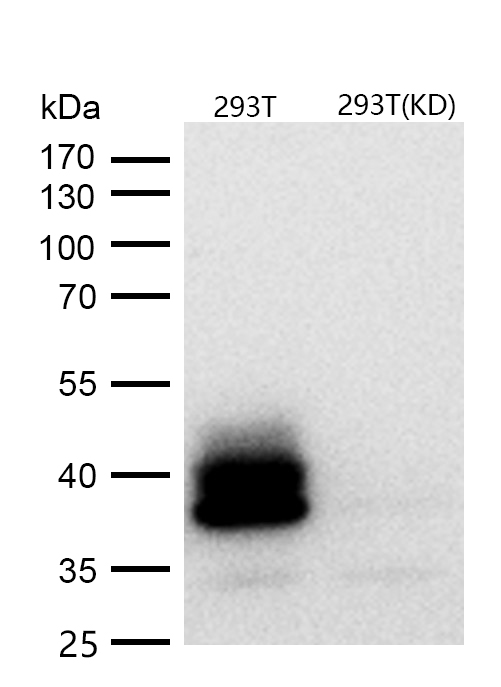 Bmi1 Rabbit mAb