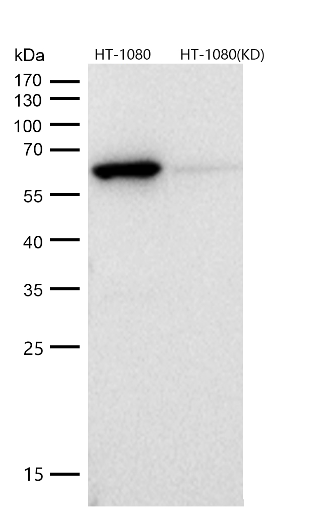 Src Rabbit mAb