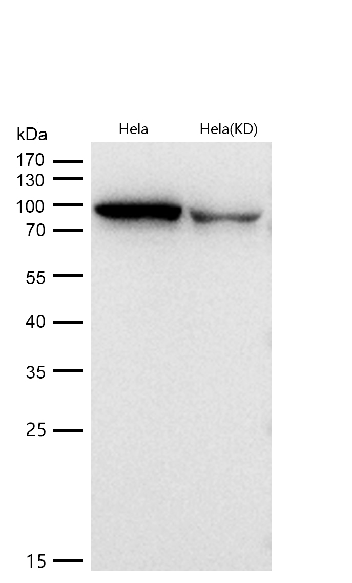 Argonaute 2 Rabbit mAb