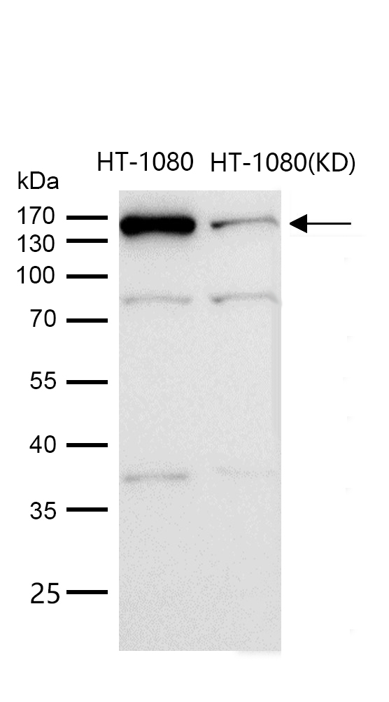 Rad50 Rabbit mAb