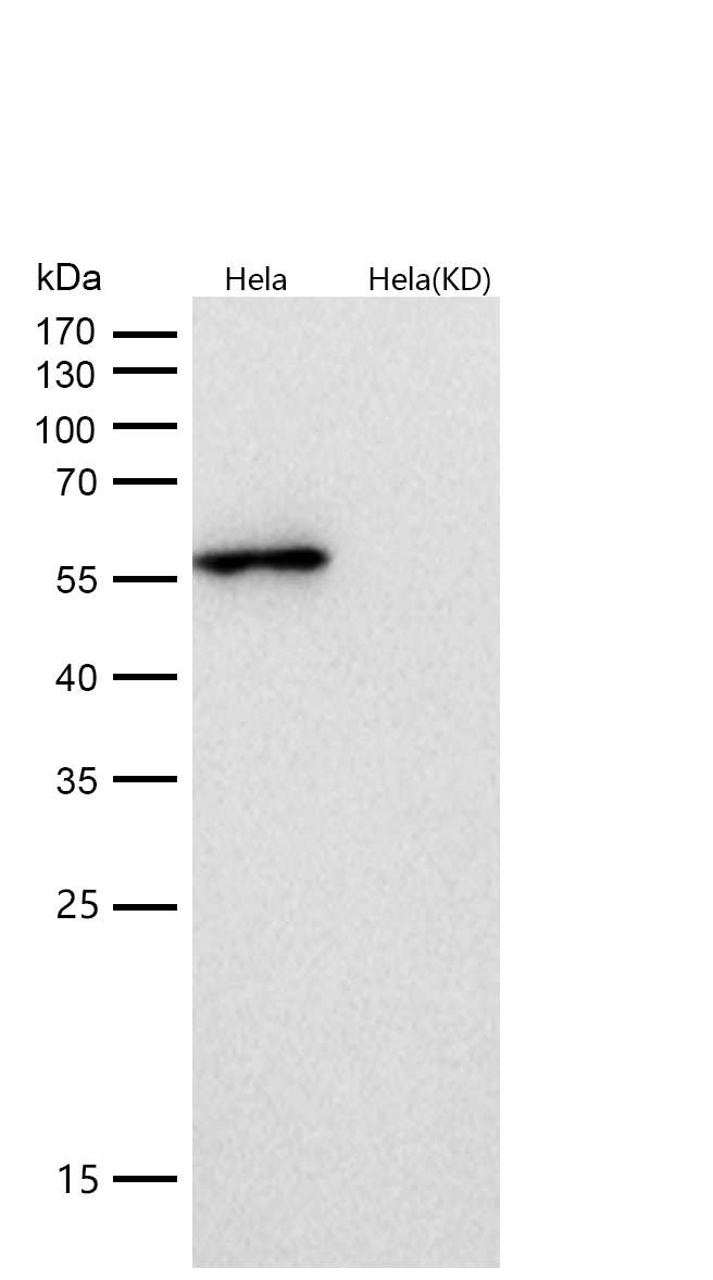 GLUR Rabbit mAb