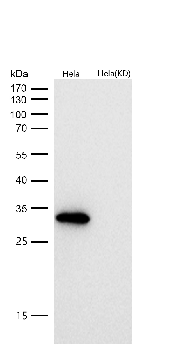 NDUFS3 Rabbit mAb