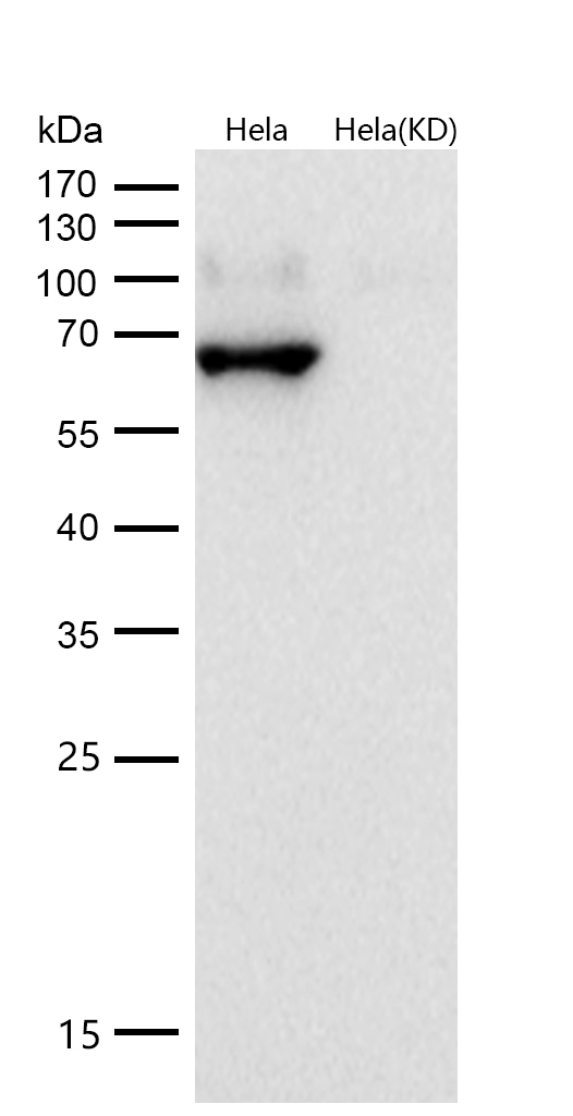 Lamin B2 Rabbit mAb