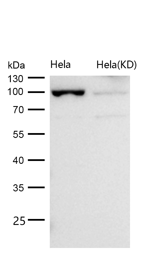 USP13 Rabbit mAb