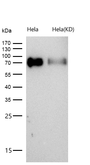 Poliovirus Receptor Rabbit mAb