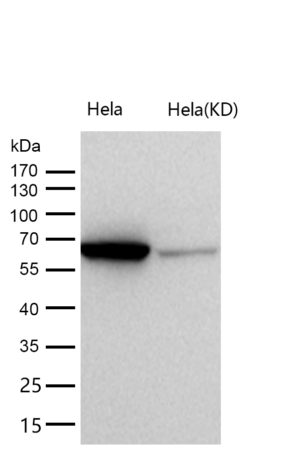 STXBP1 Rabbit mAb