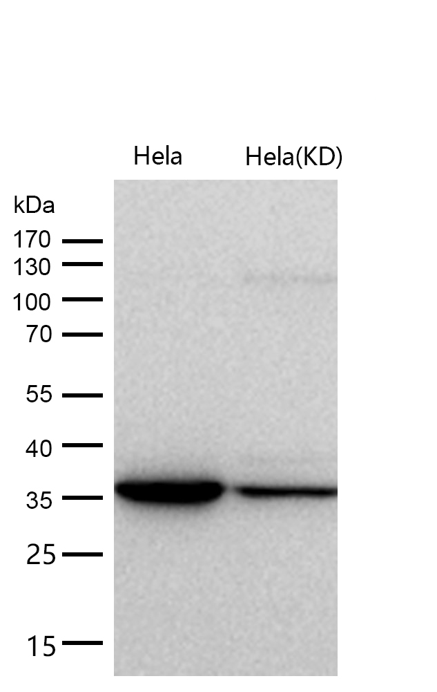 Arp2 Rabbit mAb