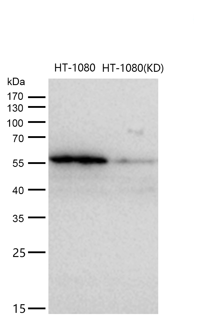 P4HB Rabbit mAb